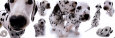 Dalmatiens Affiche