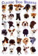 Raças de cachorro poster