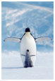 Pingüinos Pósteres