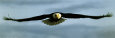 Photographies d'oiseaux Posters