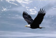 Eagles Posters