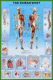 Cuerpo humano