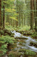 Forest Creek Poster