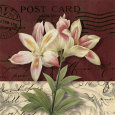 Postcard Lily Reproduction d'art par Kelly Donovan