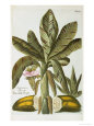 Georg Dionysius Ehret Affiches