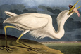 Great White Heron from 