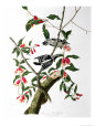 Downy Woodpecker, from 
