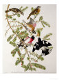 Grosbeaks Posters