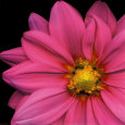 Dahlia rose Reproduction d'art par Pip Bloomfield