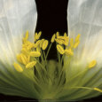 Symphony Poppy Reproduction d'art par Pip Bloomfield