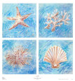 Coquillages Posters