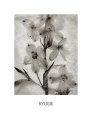 Glass Petals Art Print by Ryuijie
