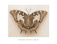 Polyura Pyrrhus, Dorsal View Art Print by Raquel Edwards