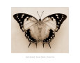 Polyura Pyrrhus, Ventral View Art Print by Raquel Edwards