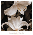 White Lilies Art Print by Rebecca Swanson