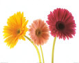 Three Gerberas