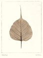 India Ficus Reproduction d'art par Alan Blaustein