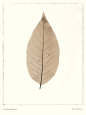 Magnolia de Chine Reproduction d'art par Alan Blaustein