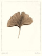 Ginkgo Leaf Reproduction d'art par Alan Blaustein