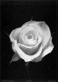 Fotografías en blanco y negro florales / de botánica Pósteres