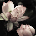 Gros plans de fleurs en couleurs Affiches