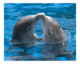 Dolphins (Photography) Posters