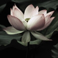 The Lotus I Reproduction d'art par Andy Neuwirth