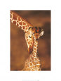 Giraffes (Color Photography) Posters