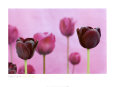 Blaue & violette Blumen Poster