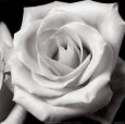 Full Rose Kunsttrykk
