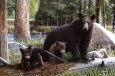 Bears Posters