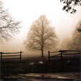 Morning Texture Art Print by Harold Silverman