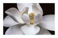 Fotografía floral / botánica Pósteres