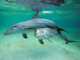 Dauphins et marsouins Reproduction d'art par Hubert & Klein