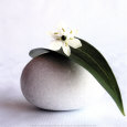 Flower and Pebble Art Print by Amelie Vuillon
