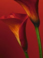 Photographies de fleurs rouges Affiches