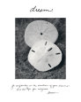 Sand Dollars Posters