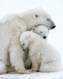 Polar Bear Family Poster