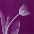Silver Tulip Lámina por Steven N. Meyers