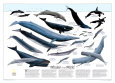 Whales Posters