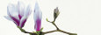 Magnolia Solitaire Reproduction d'art par Stephanie Andrew
