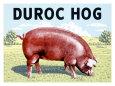 Duroc Hog Lámina giclée