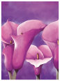 Lirios de Calla Pósteres