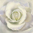 White Innocence Reproduction d'art par Annemarie Peter-jaumann
