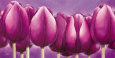 Sleeping Tulips Lámina por Alicia Sloan