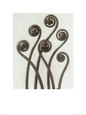 Adiantum Pedatum, Hair Fern Lámina por Karl Blossfeldt