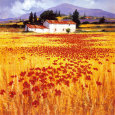Amapolas Lámina por Steve Thoms