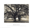 Two-Hearted Oak, Nature Conservancy, Consumnes River Preserve, 2000