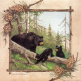 Black Bears IV Lámina por Anita Phillips