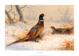 Archibald Thorburn Posters